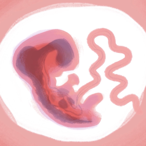 Animatie Embryo Discussie